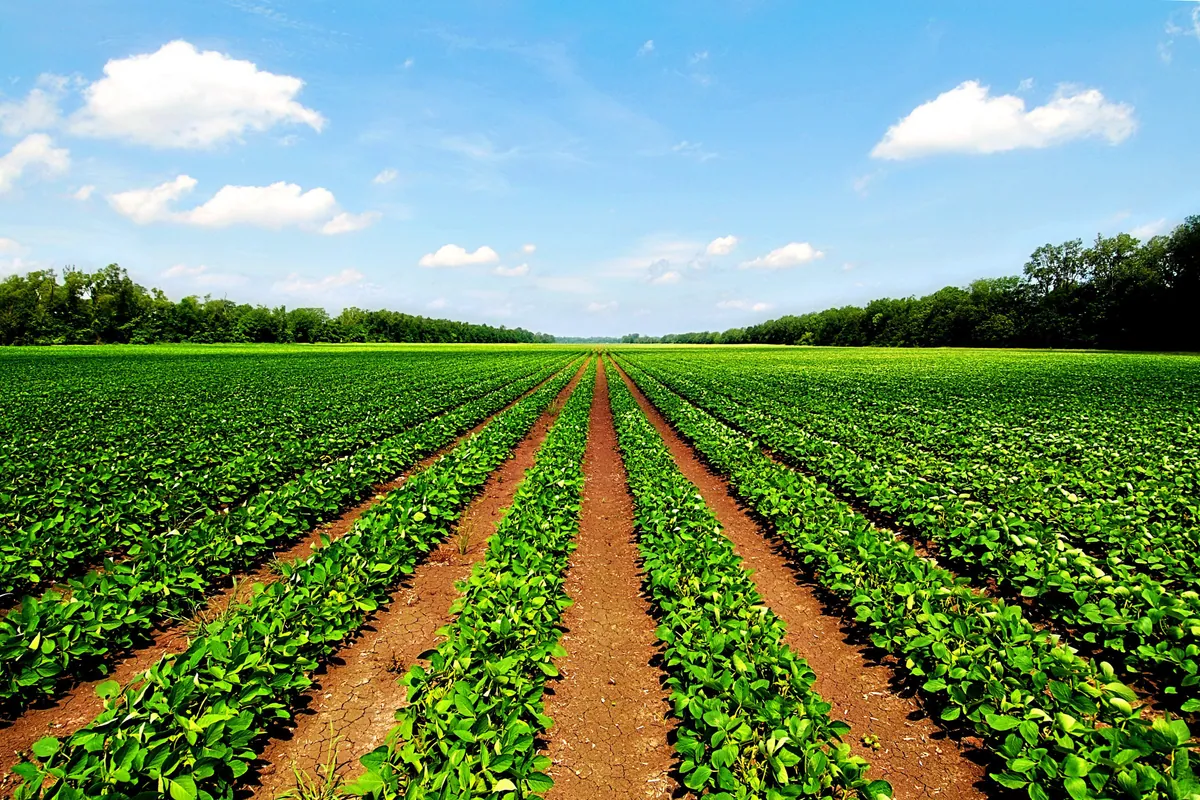 Expansive green crop field in straight rows under a blue sky